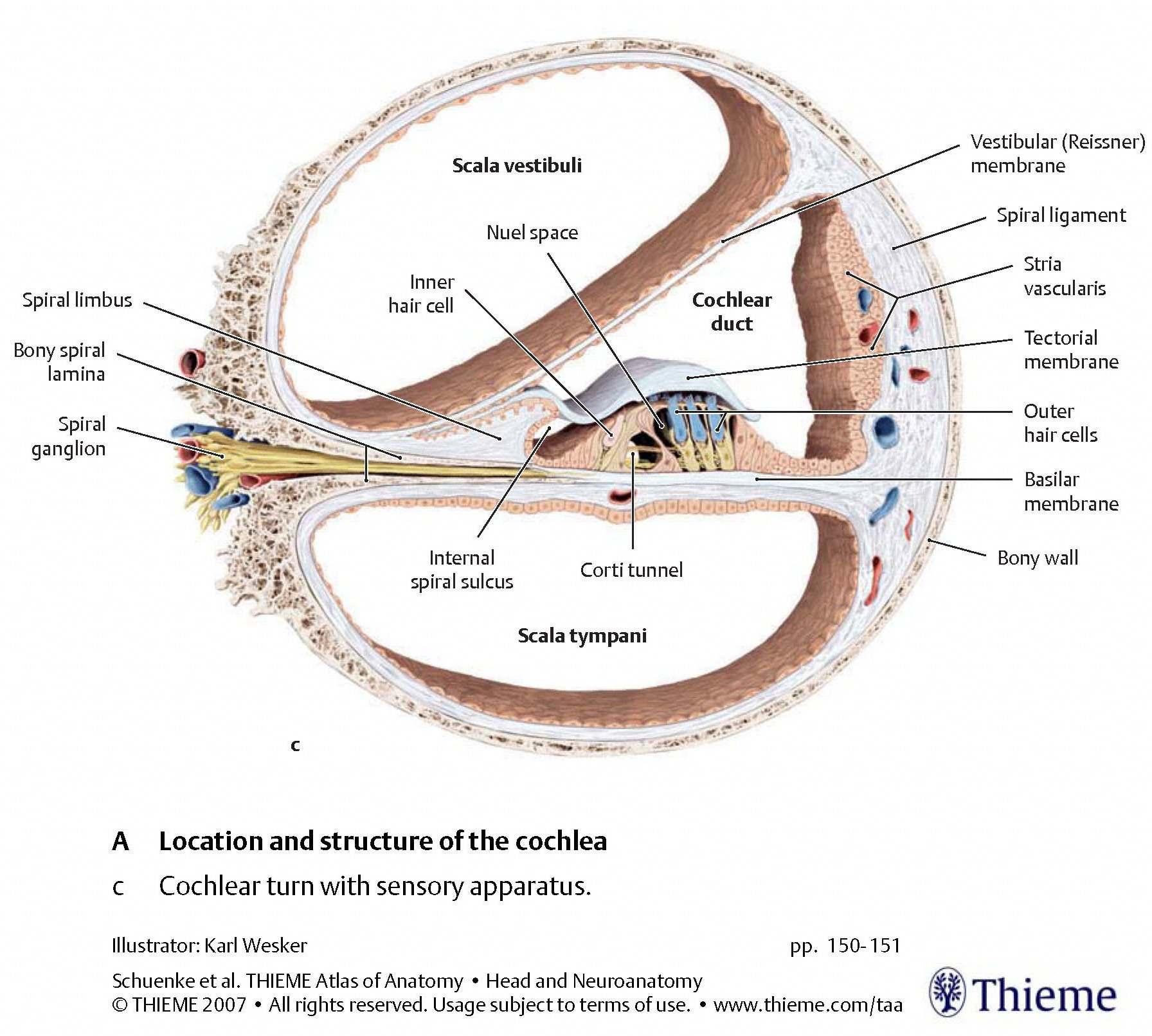 Figure: Schematic of a cross section of the cochlea.  From Schunke et al. (2007).