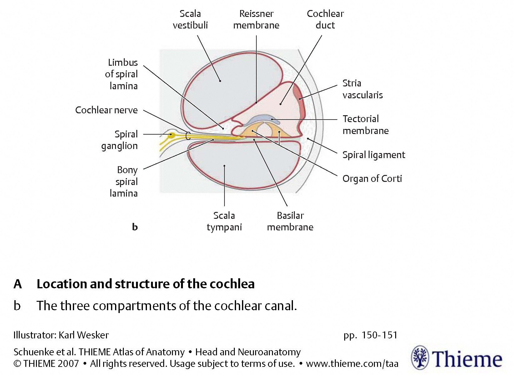 Figure: Schematic of a cross section of the cochlea.  From Schunke et al. (2007).