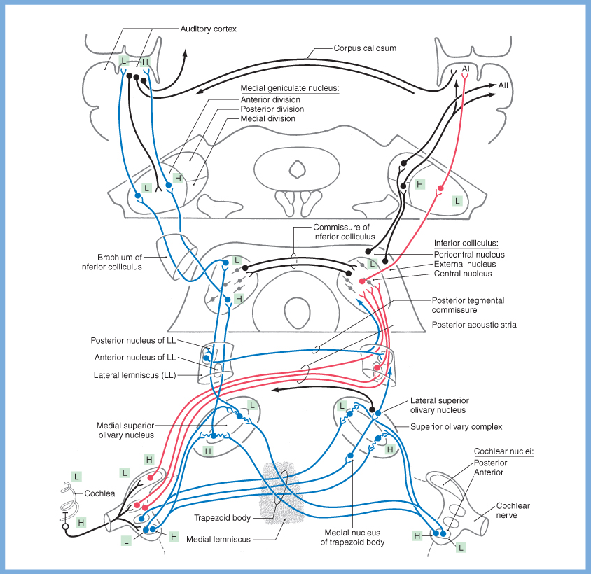 Figure: Schematic of ascending auditory pathways.  From Haines (2006).