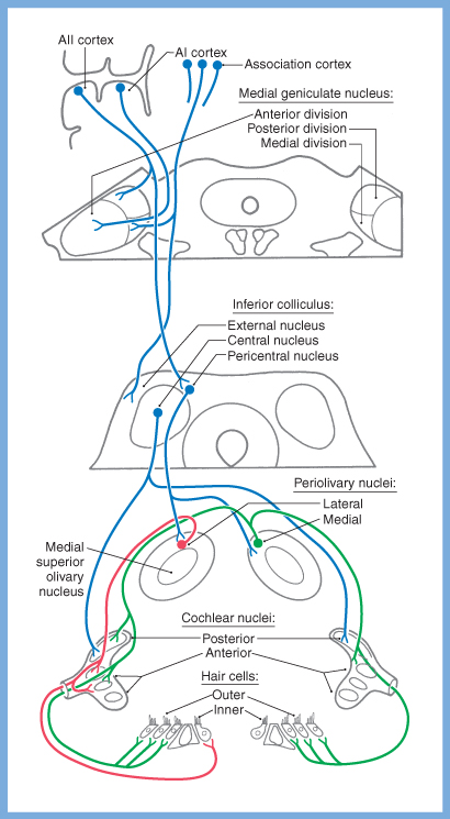 Figure: Schematic of descending auditory pathways from the cerebral cortex to the cochlear nuclei and to the type 2 (outer) cochlear hair cells.  From Haines (2006).