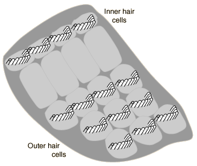 Figure: Schematic of the configuration and relative disposition of type 1 (inner) and type 2 (outer) cochlear hair cells.  From http://www.feilding.net/sfuad/musi3012-01/html/lectures/006_hearing_I.htm (accessed 2/25/2016).
