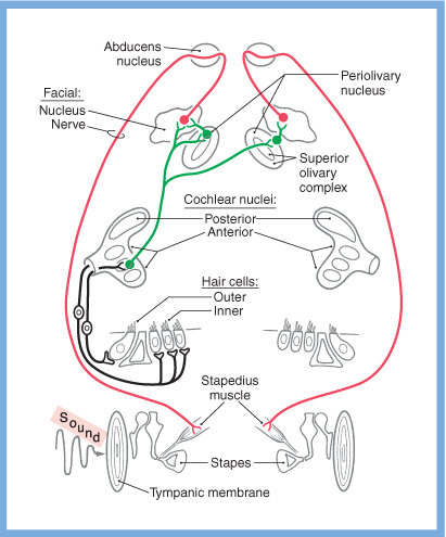Figure: Schematic of the stapedial reflex.  From Haines (2006).