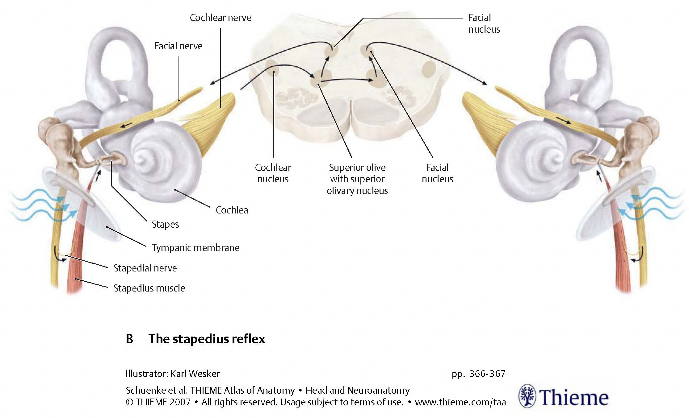 Figure: Schematic of the stapedial reflex.  From Schunke et al. (2007).