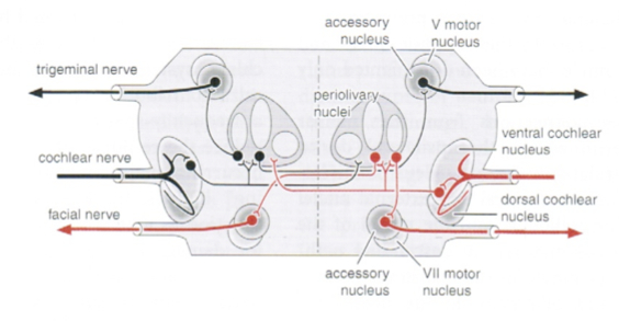 Figure: Schematic of the tensor tympani reflex.  From Niewenhuys et al. (2008).