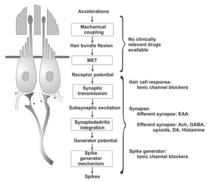 Figure: Summary of the sequence through which the type 1 vestibular hair cells accomplish mechano-electrical transduction ("MET" in the figure).  From Soto et al. (2013).
