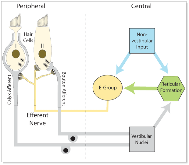 Figure: The descending vestibular system, with projections mostly to type 2 vestibular hair cells.  From http://www.urmc.rochester.edu/labs/holt-lab/ (accessed 2/5/2016).