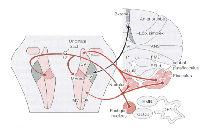 Figure: The vestibular nuclei receive projections from multiple areas of the cerebellum.  From Niewenhuys (2008, p. 719).