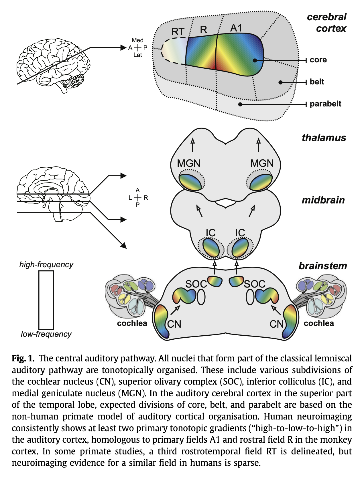 Figure: Tonotopic mapping in the afferent auditory system from the cochlea through the auditory cortex.  From Saenz and Langers (2014).
