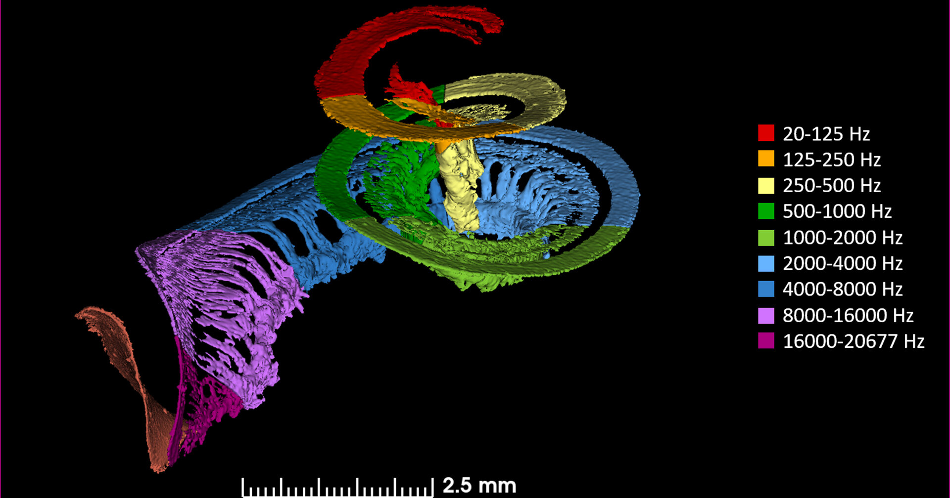 Figure: Tonotopic mapping of the cochlea.  From Helper et al. (2021).