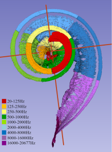 Figure: Tonotopic mapping of the cochlea. From Li et al. (2021).