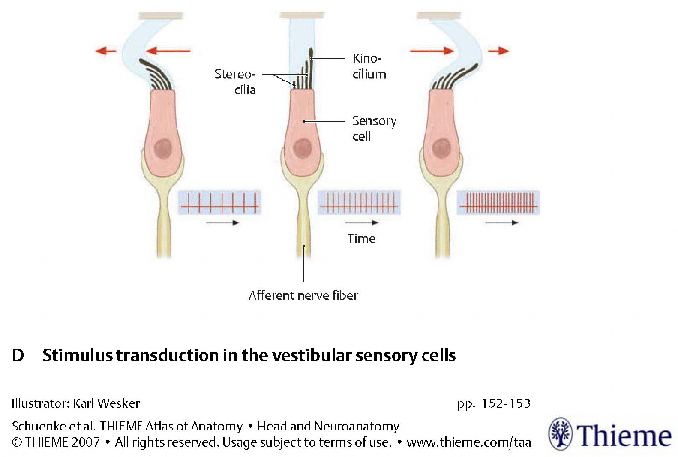 Figure: Type 1 vestibular hair cells have a tonic (baseline) rate of firing, which increases in response to acceleration in a particular direction, and decreases in response to acceleration in the opposite direction.  From Schunke et al. (2007).