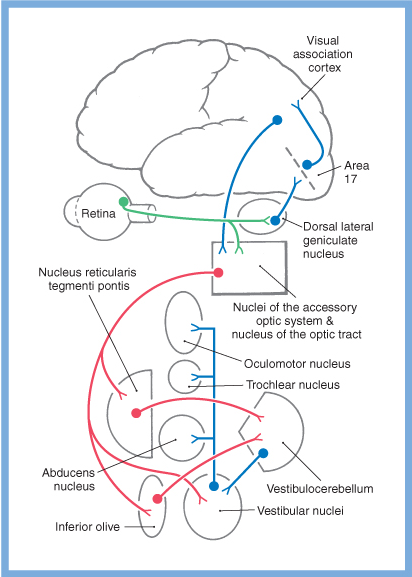 Figure: Vestibular contributions to optokinetic responses.  From Haines (2006, p. 467).