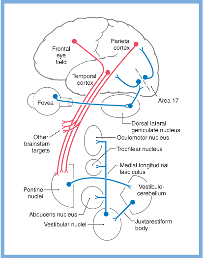 Figure: Vestibular contributions to smooth pursuit eye movements.  From Haines (2006, p. 465).