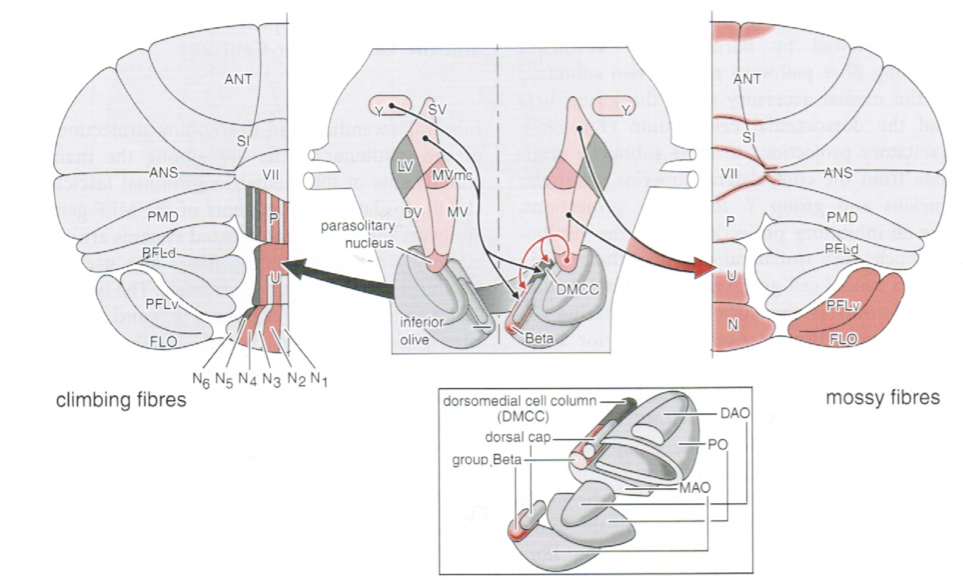 Figure: Vestibular nuclei project to the cerebellum.  From Niewenhuys et al. (2008, p. 726).