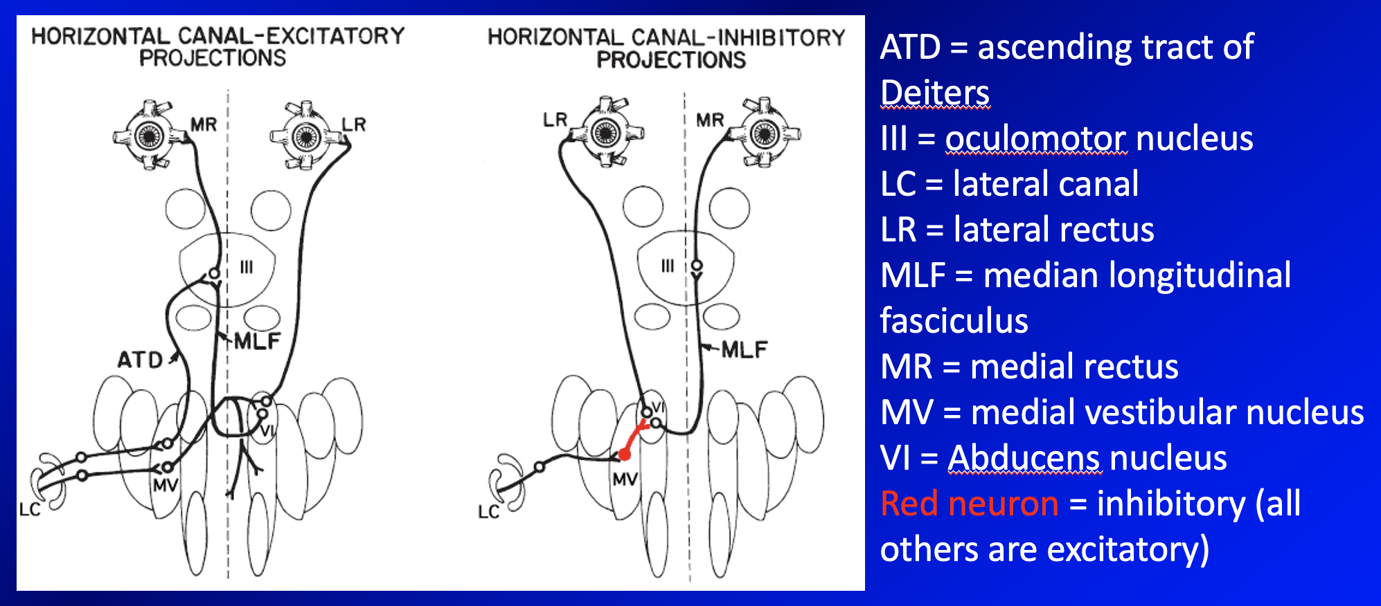 Figure: Vestibular projections that connect activity in the horizontal semicircular canals with horizontal eye movements.  From Leigh and Zee (2015).