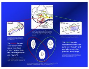Figure: Otolith organs, overview.