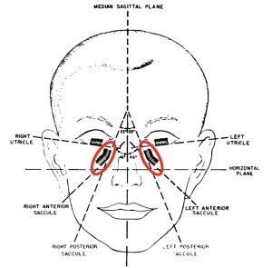 Figure: Orientation and planes of the otolith organs. The saccules are circled in red. Adapted from Miller (1962).