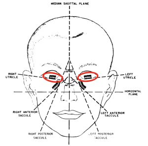 Figure: Orientation and planes of the otolith organs. The utricles are circled in red. Adapted from Miller (1962).