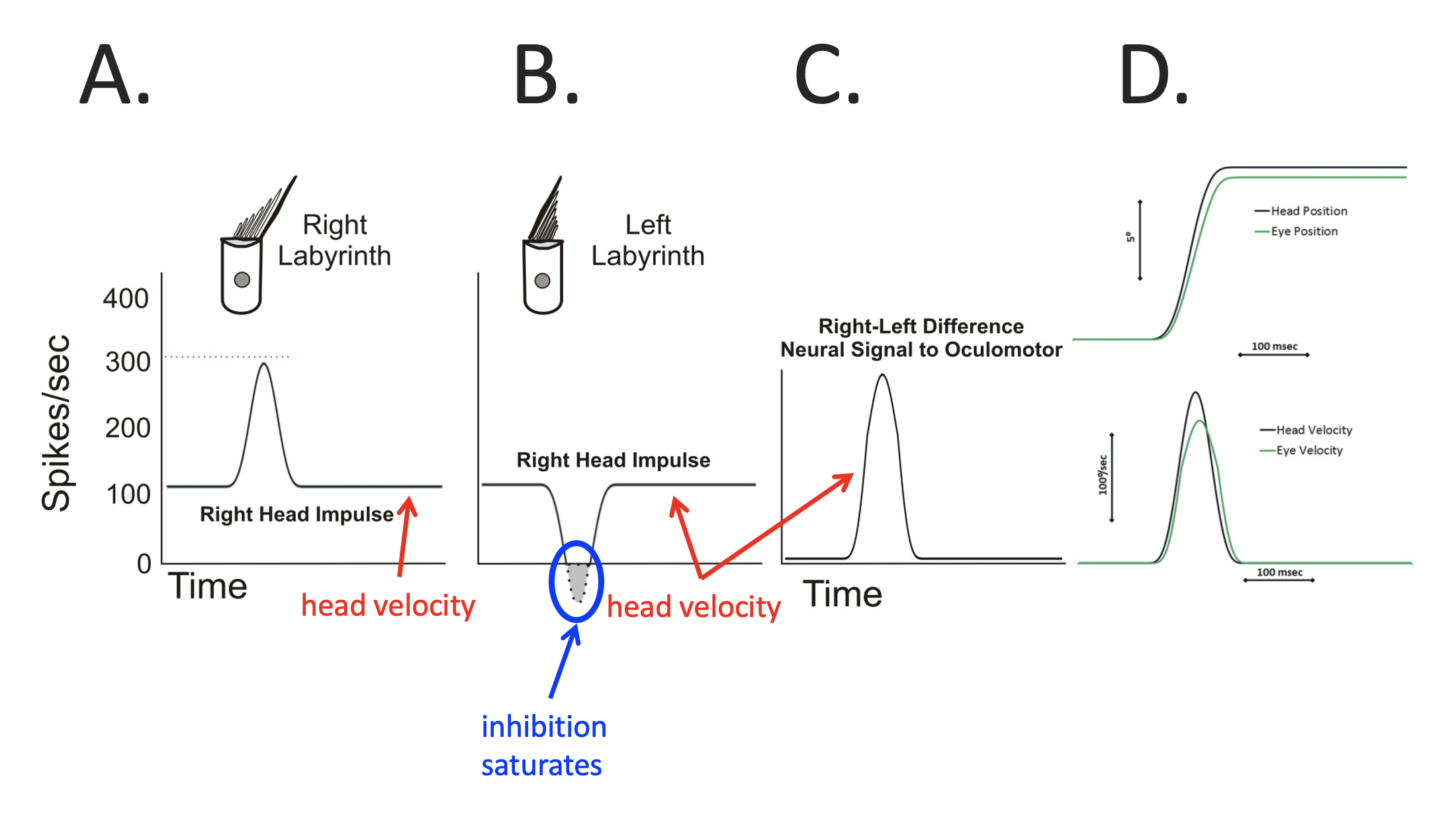 Figure: Normal results from rightward video head impulse test.