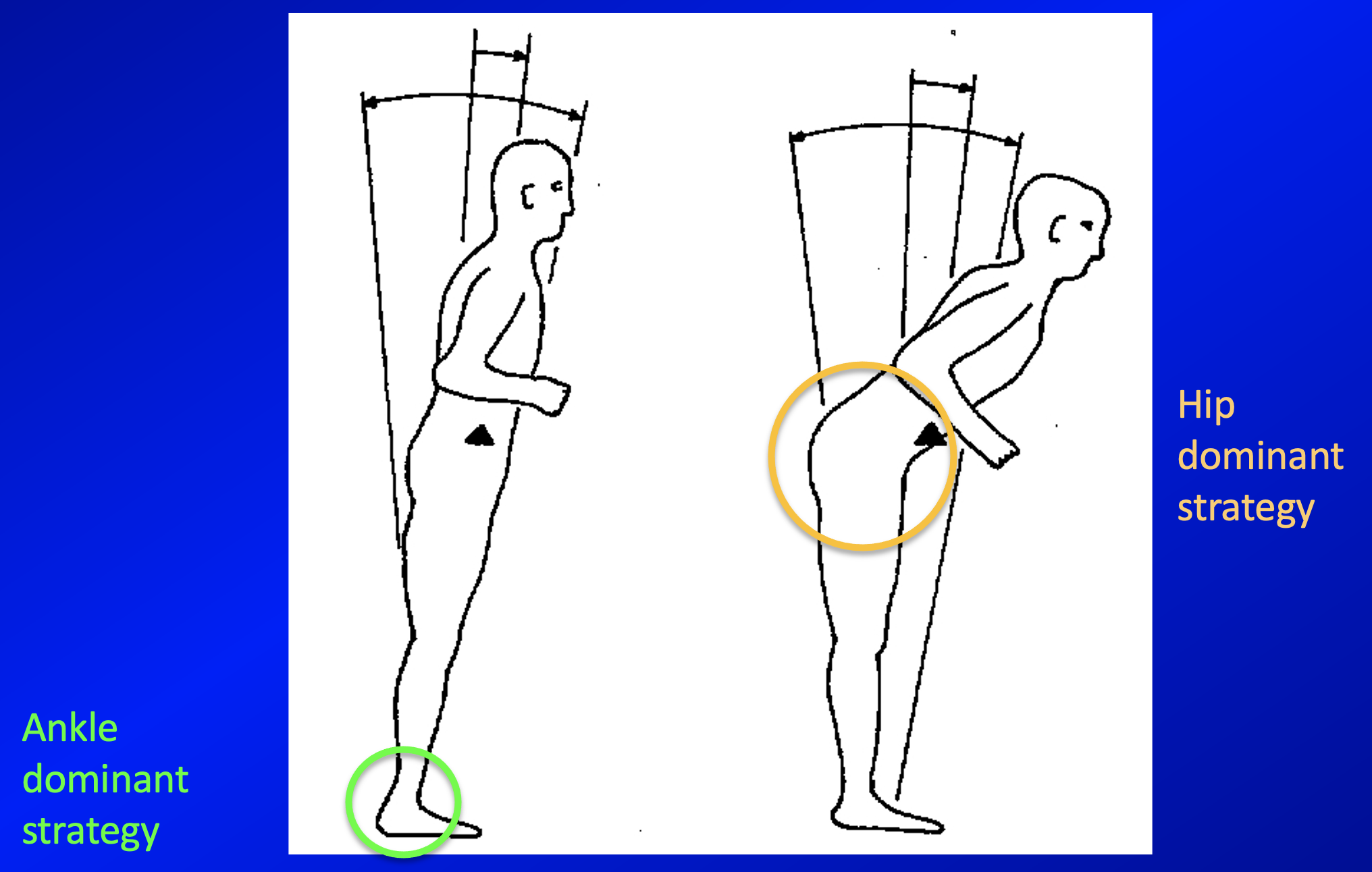 Figure: Ankle-dominant versus hip-dominant strategy for maintaining balance.  From Nashner (1997).