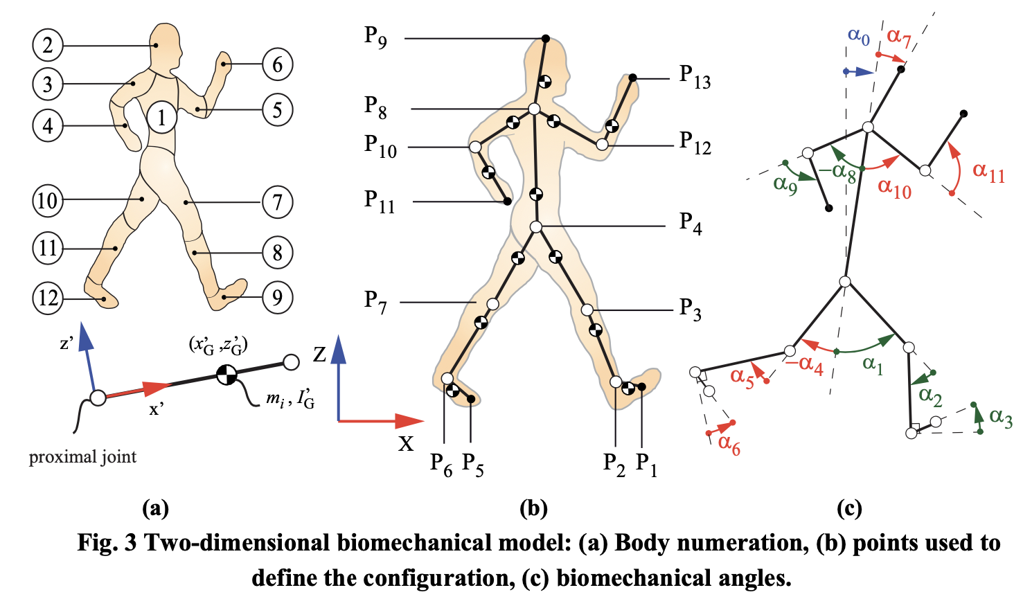Figure: Fiducial markers on joints.  From Pamies-Vila et al. (2015).