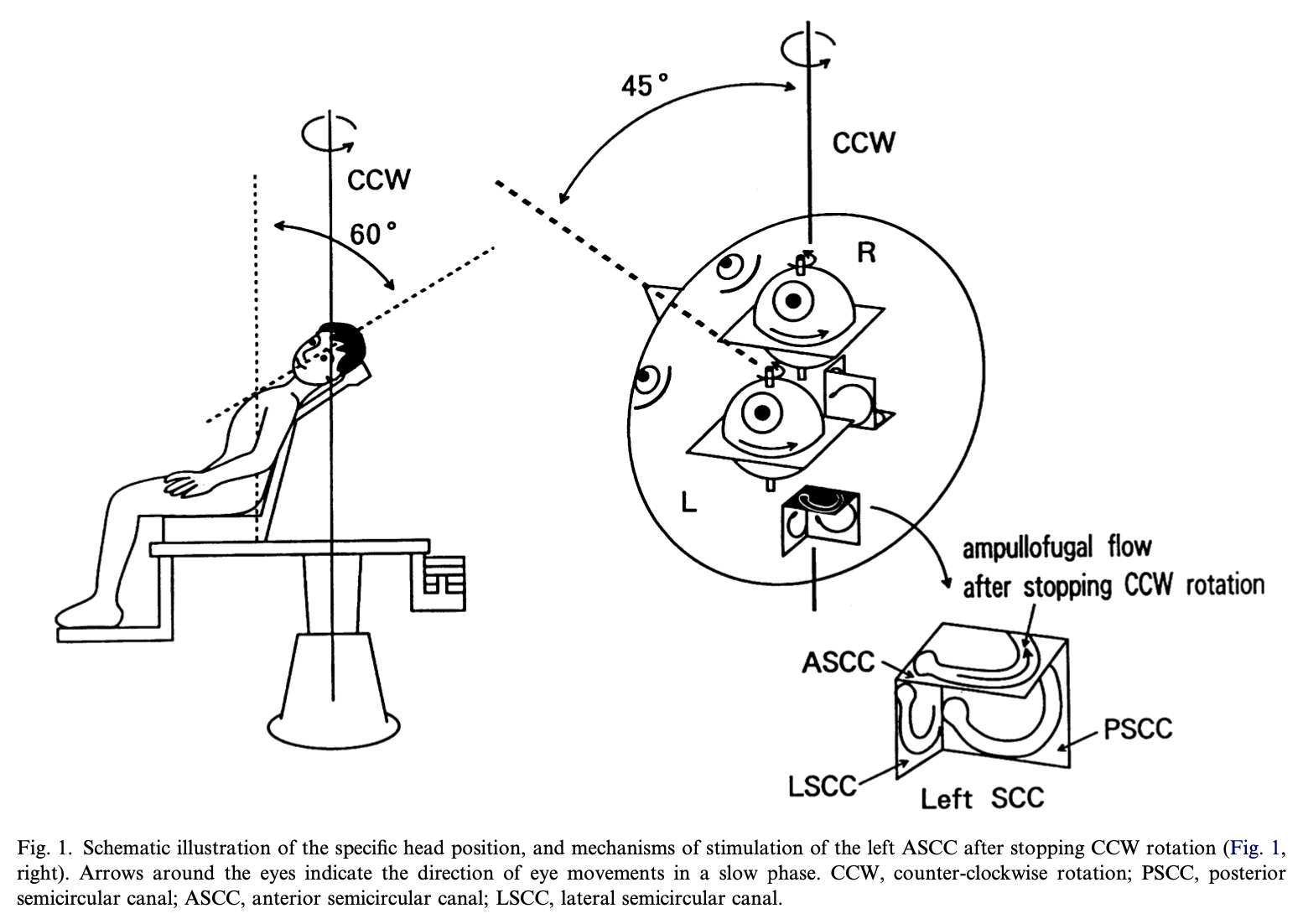 Figure: Modified rotatory chair configuration for testing vertical semicircular canals.  From Morita et al. (2003).
