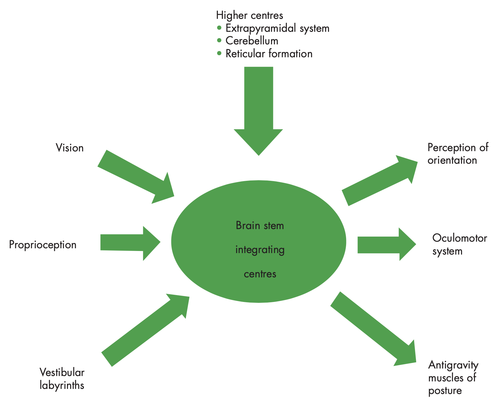 Figure: Schematic depicting how the vestibular system integrates multiple inputs and produces multiple outputs.  From Davies (2004).