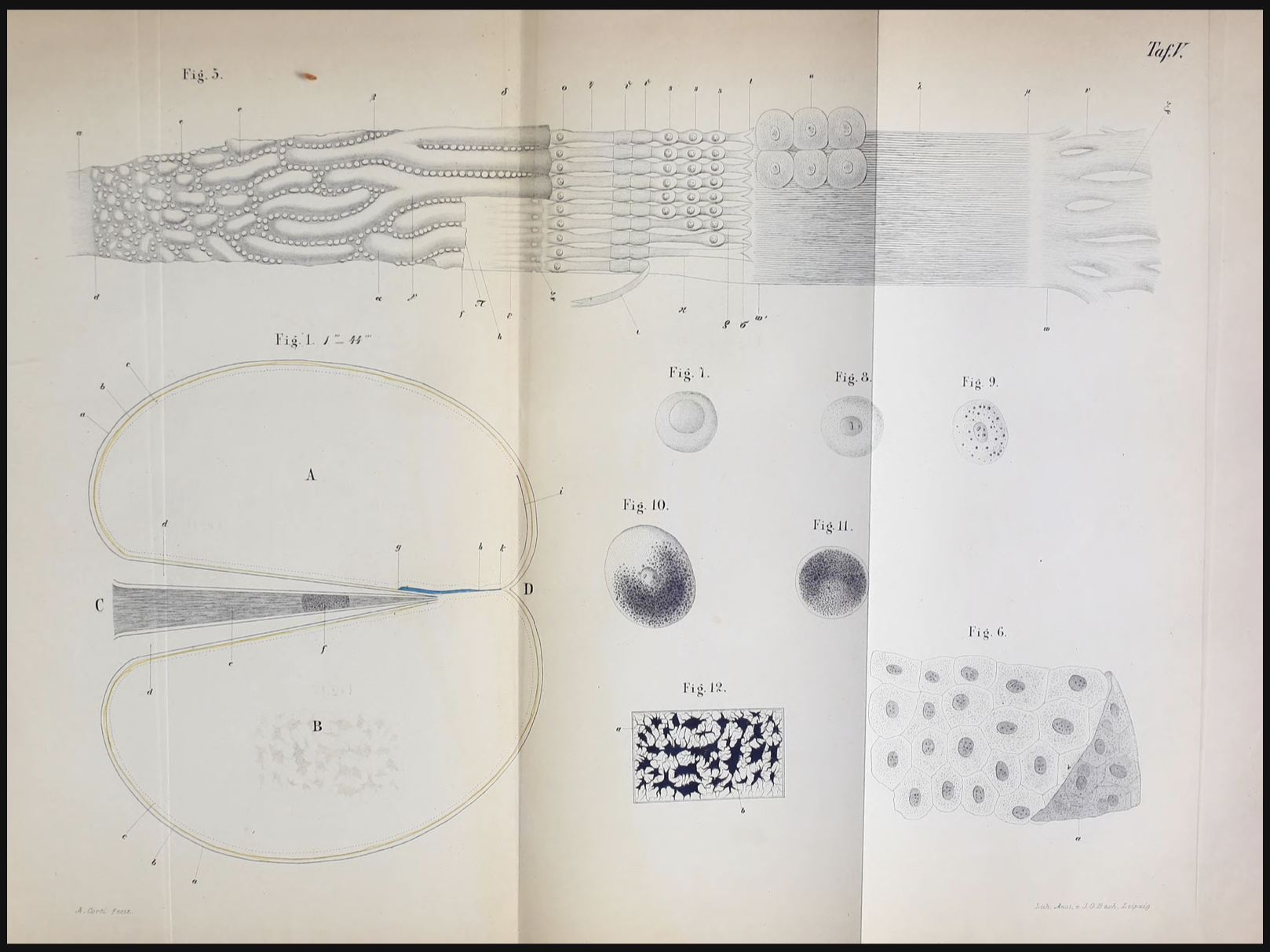 Figure: Illustration of some of the anatomical and cellular features of the cochlea. From Corti (1851). See https://wellcomecollection.org/works/gfymn98q, https://wellcomecollection.org/works/gfymn98q/items?canvas=67