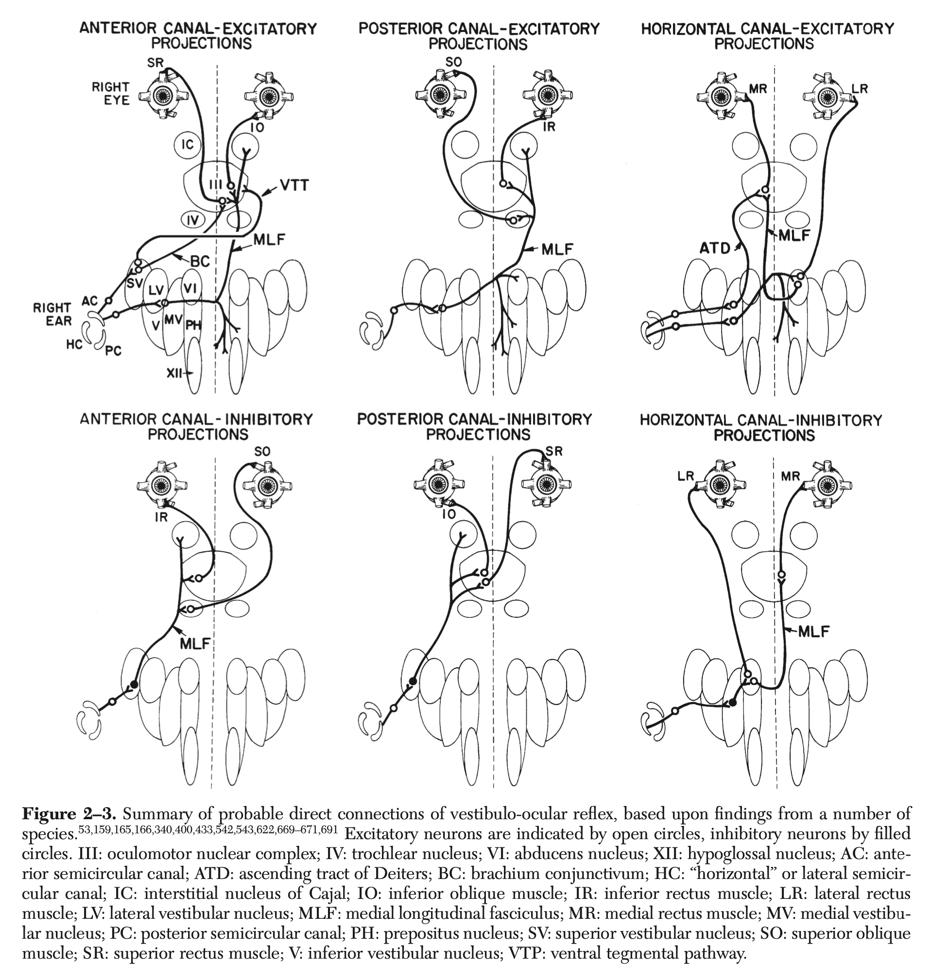 Figure: Neuroanatomy of the rotational vestibulo-ocular reflexes.  From Leigh and Zee (2015).