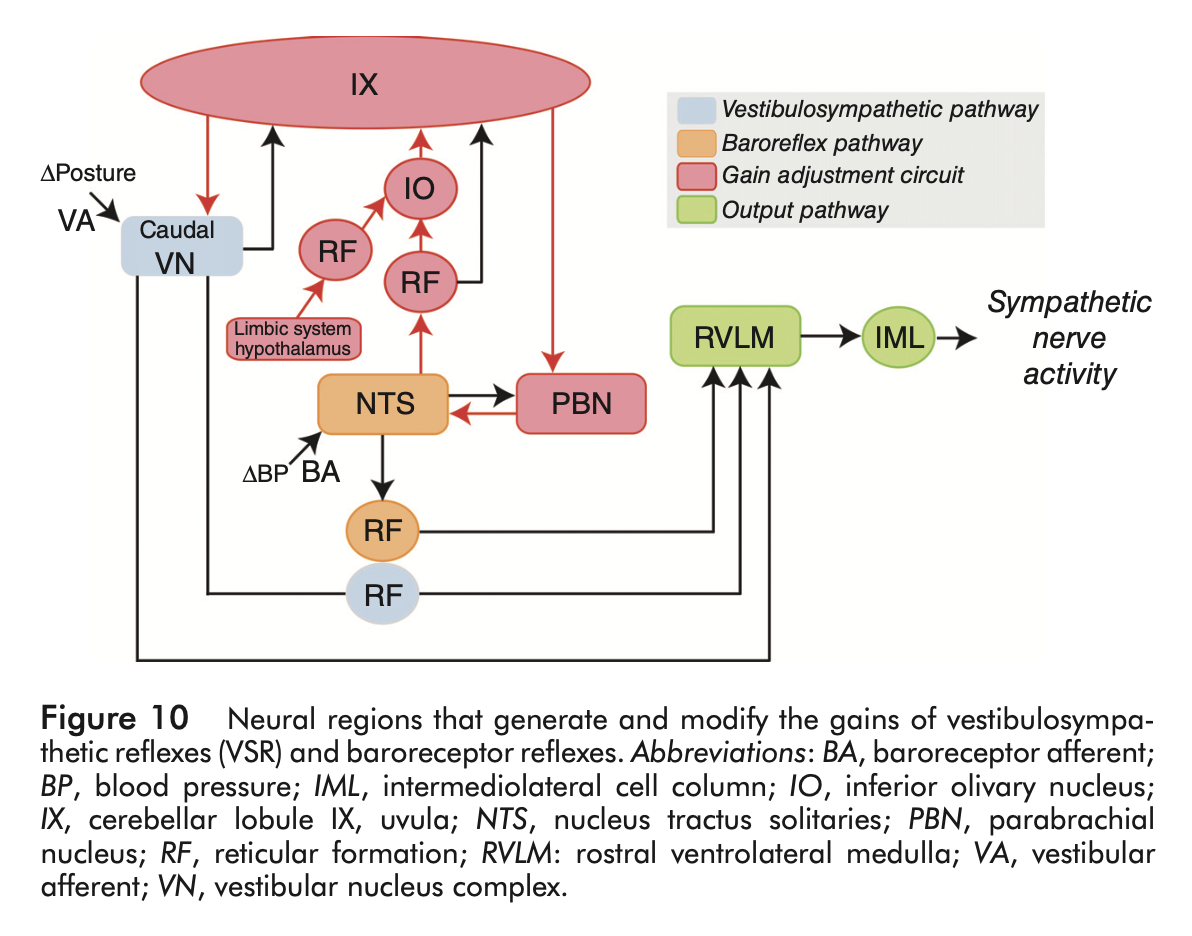 Figure: Pathways mediating vestibular-autonomic interactions.  From Yates et al. (2014).