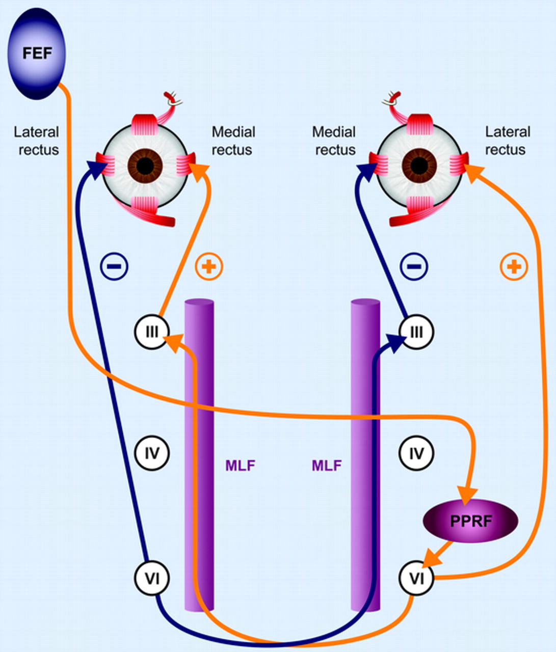 Figure: Neuroanatomical substrate for a leftward-directed saccade.  From Frohman et al. (2008).