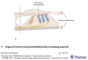 Figure: Basilar and tectorial membranes deflected by a traveling fluid wave.  In this deflected position the tectorial membrane exerts a shearing force on the cochlear hair cells.  From Schunke et al. (2007).