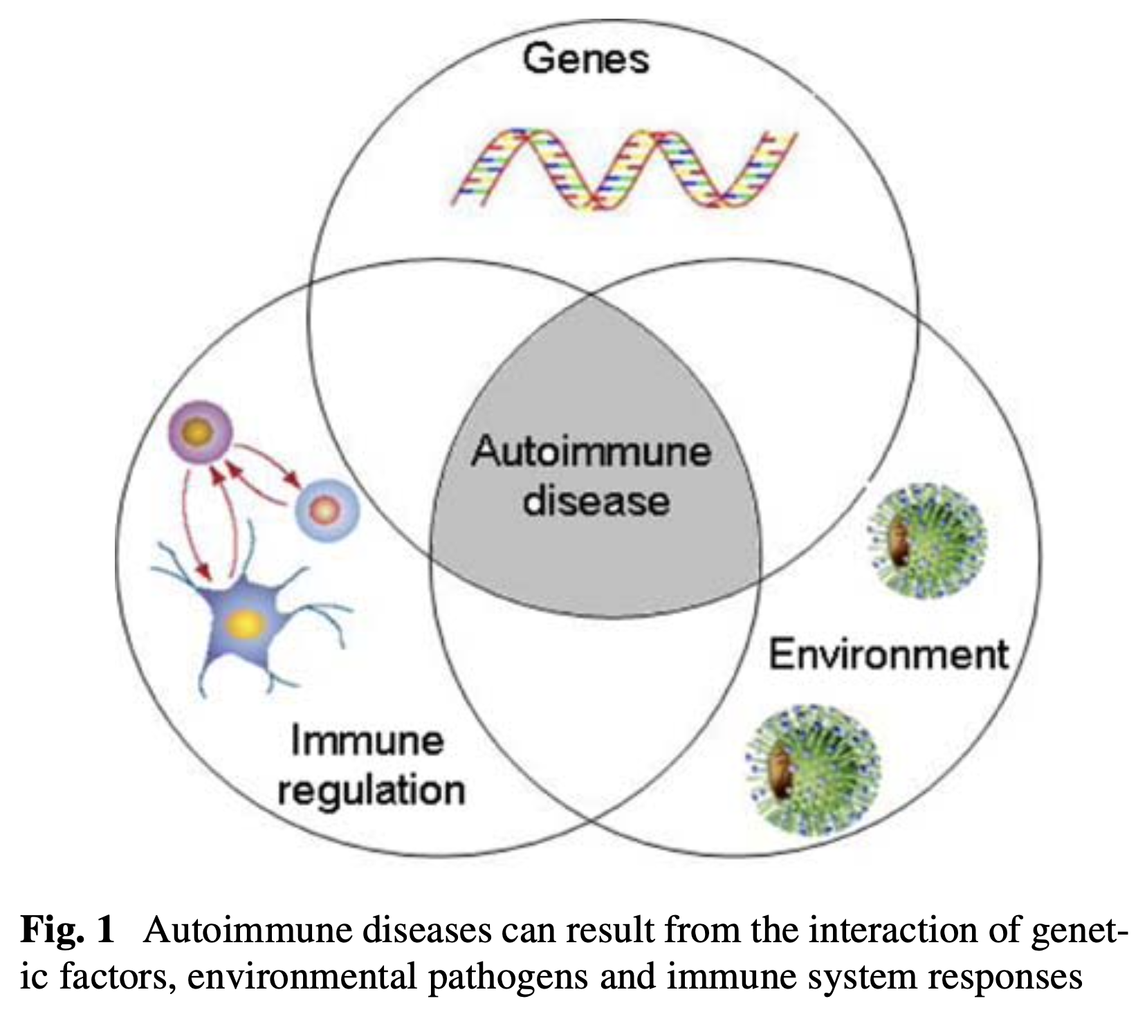 Autoimmune diseases can result from the interaction of genetic factors, environmental factors and immune system configuration.  From Bovo et al. (Bovo et al. 2010).