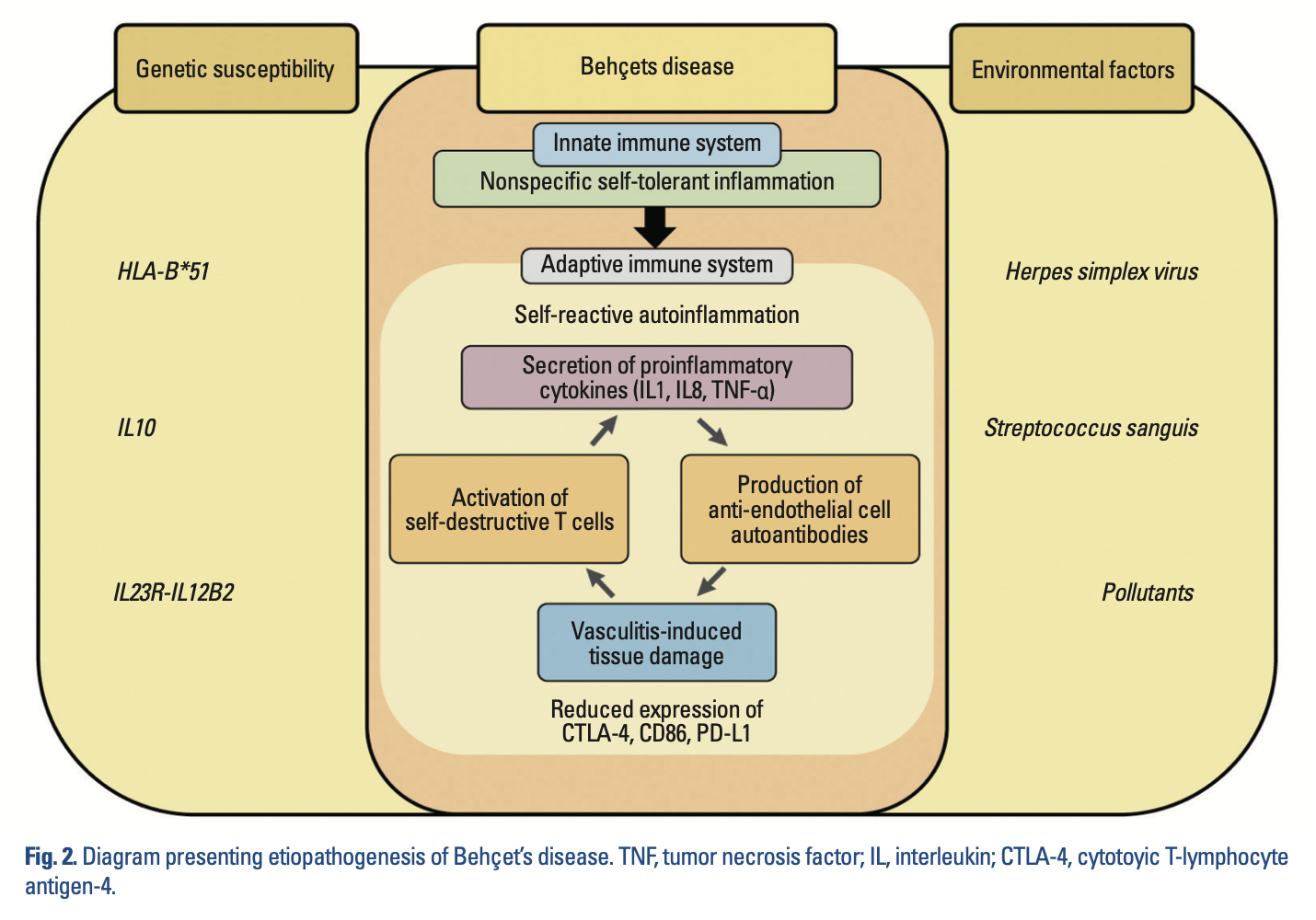 Potential mechanisms underlying Behcet disease.  From Cho et al. (Cho et al. 2012).
