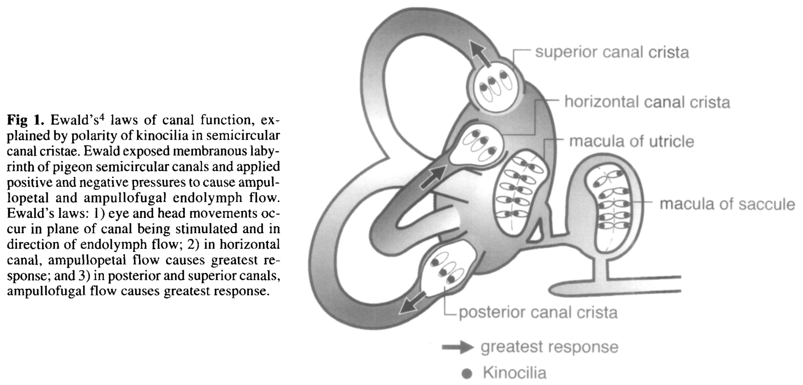 In the vertical semicircular canals (superior and posterior), ampullofugal/utriculopetal flow (i.e., flow away from the ampulla, toward the utricle) is excitatory. In the horizontal semicircular canals, ampullopetal/utriculofugal flow (i.e., flow away from the utricle toward the ampulla) is excitatory. Hornibrook (Hornibrook 2004).