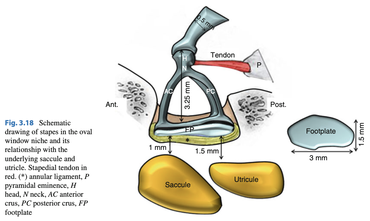The anatomy of the stapes and neighboring structures. From Mansour and colleagues (Mansour et al. 2013).