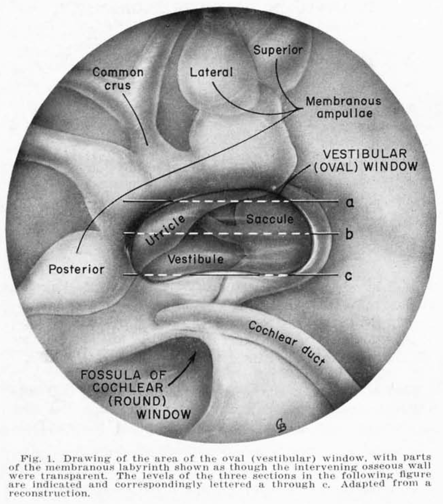 Drawing of the area of the oval window, with parts of the membranous labyrinth shown as though the intervening osseous wall were transparent.  From Anson et al. (1965).